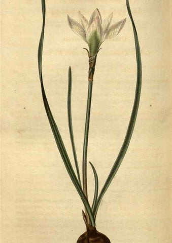 Reproducción/Reproduction 35247684415: Curtis's botanical magazine.. London ; New York [etc.] :Academic Press [etc.]