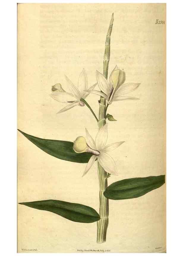 Reproducción/Reproduction 35247686475: Curtis's botanical magazine.. London ; New York [etc.] :Academic Press [etc.]