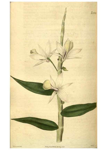 Reproducción/Reproduction 35247686475: Curtis's botanical magazine.. London ; New York [etc.] :Academic Press [etc.]