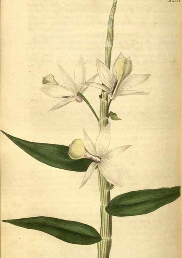 Reproducción/Reproduction 35247686475: Curtis's botanical magazine.. London ; New York [etc.] :Academic Press [etc.]