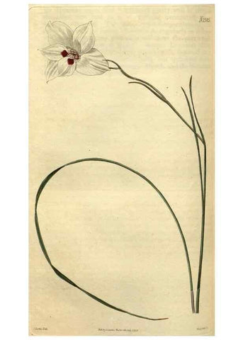 Reproducción/Reproduction 35247688285: Curtis's botanical magazine.. London ; New York [etc.] :Academic Press [etc.]