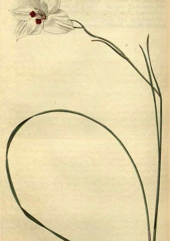 Reproducción/Reproduction 35247688285: Curtis's botanical magazine.. London ; New York [etc.] :Academic Press [etc.]