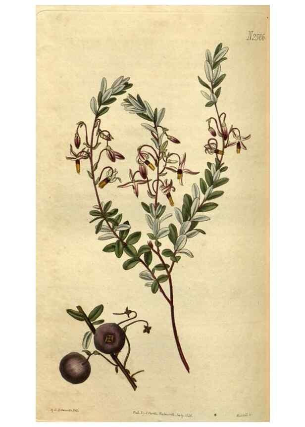 Reproducción/Reproduction 35247689985: Curtis's botanical magazine.. London ; New York [etc.] :Academic Press [etc.]