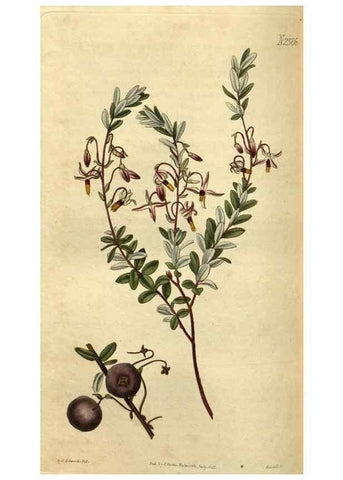 Reproducción/Reproduction 35247689985: Curtis's botanical magazine.. London ; New York [etc.] :Academic Press [etc.]