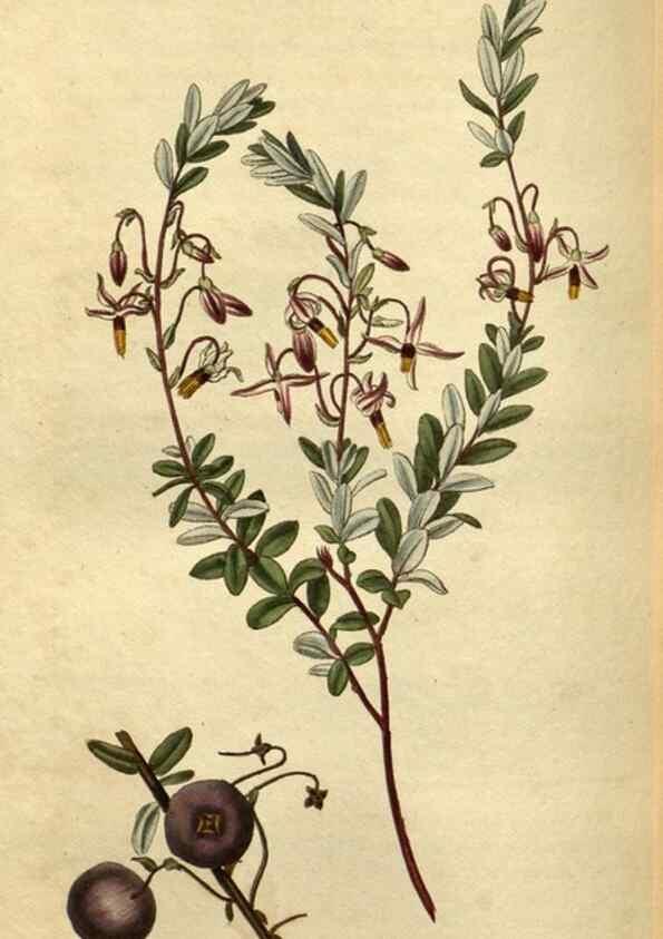 Reproducción/Reproduction 35247689985: Curtis's botanical magazine.. London ; New York [etc.] :Academic Press [etc.]