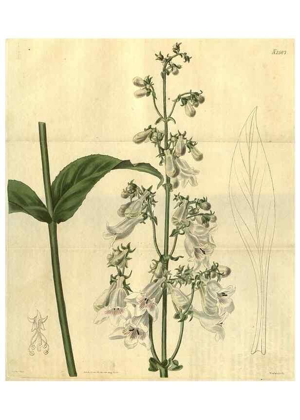 Reproducción/Reproduction 35247691705: Curtis's botanical magazine.. London ; New York [etc.] :Academic Press [etc.]