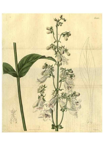 Reproducción/Reproduction 35247691705: Curtis's botanical magazine.. London ; New York [etc.] :Academic Press [etc.]