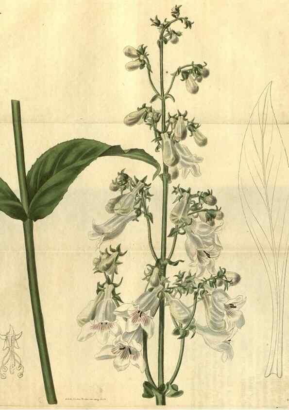 Reproducción/Reproduction 35247691705: Curtis's botanical magazine.. London ; New York [etc.] :Academic Press [etc.]