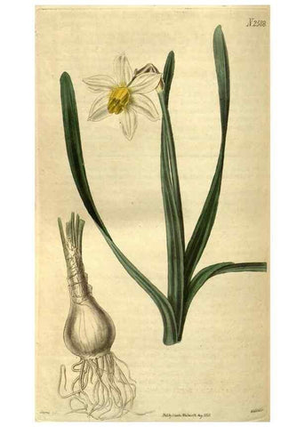 Reproducción/Reproduction 35247693645: Curtis's botanical magazine.. London ; New York [etc.] :Academic Press [etc.]