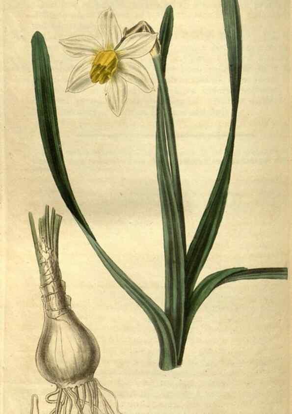 Reproducción/Reproduction 35247693645: Curtis's botanical magazine.. London ; New York [etc.] :Academic Press [etc.]