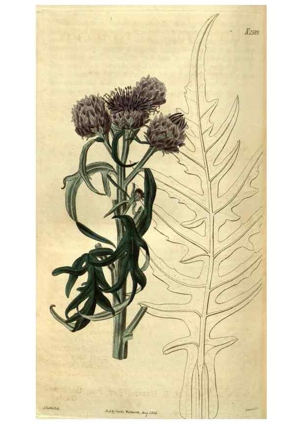 Reproducción/Reproduction 34438685873: Curtis's botanical magazine.. London ; New York [etc.] :Academic Press [etc.]