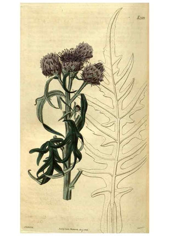 Reproducción/Reproduction 34438685873: Curtis's botanical magazine.. London ; New York [etc.] :Academic Press [etc.]