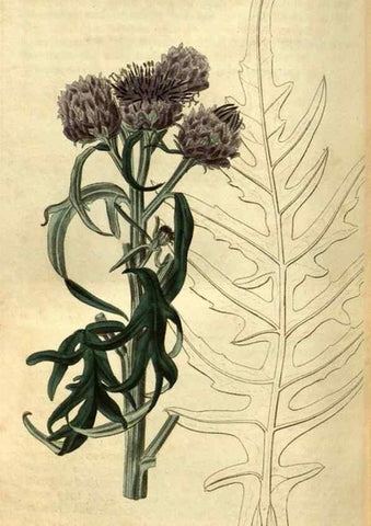 Reproducción/Reproduction 34438685873: Curtis's botanical magazine.. London ; New York [etc.] :Academic Press [etc.]