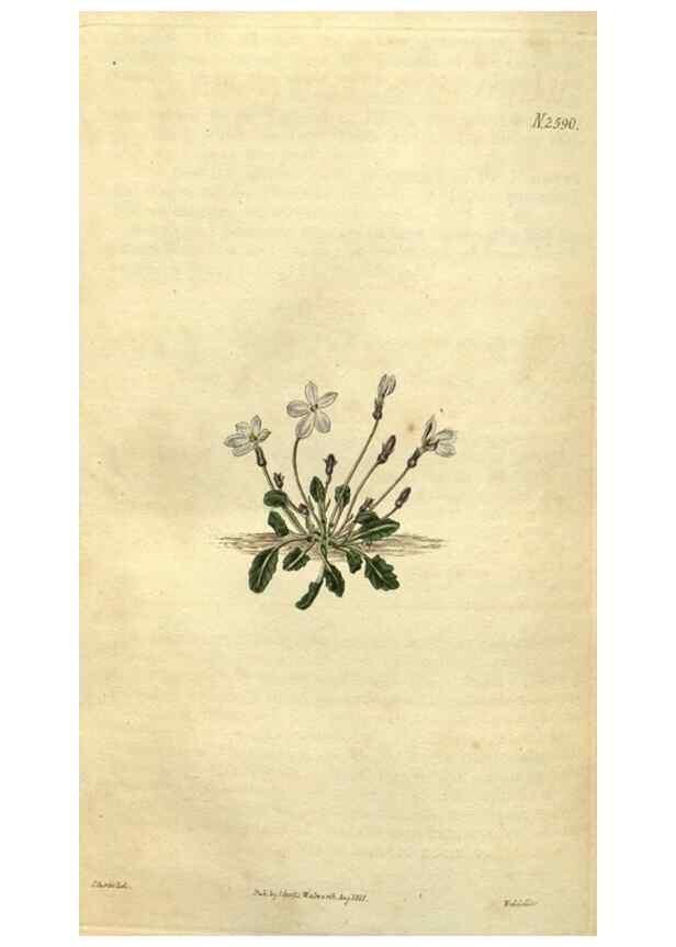 Reproducción/Reproduction 35207727676: Curtis's botanical magazine.. London ; New York [etc.] :Academic Press [etc.]