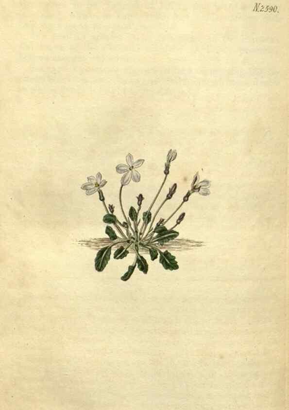 Reproducción/Reproduction 35207727676: Curtis's botanical magazine.. London ; New York [etc.] :Academic Press [etc.]
