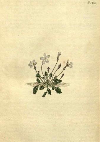 Reproducción/Reproduction 35207727676: Curtis's botanical magazine.. London ; New York [etc.] :Academic Press [etc.]