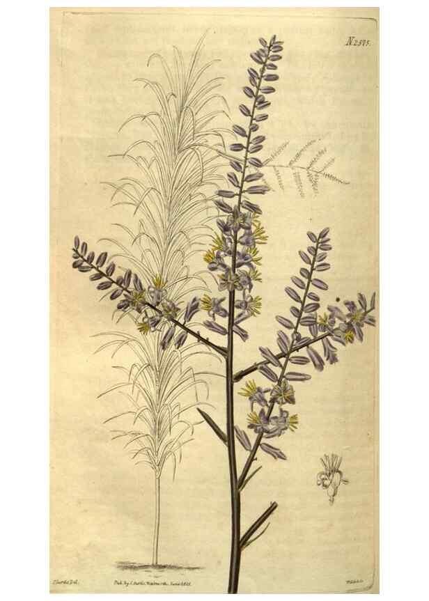 Reproducción/Reproduction 34438643833: Curtis's botanical magazine.. London ; New York [etc.] :Academic Press [etc.]