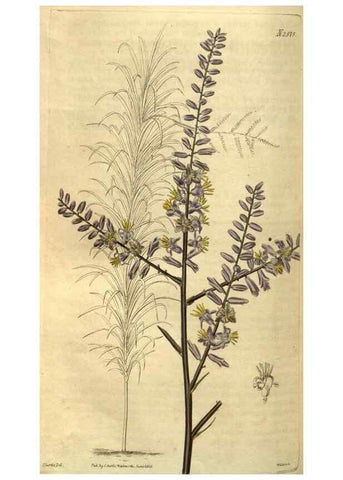 Reproducción/Reproduction 34438643833: Curtis's botanical magazine.. London ; New York [etc.] :Academic Press [etc.]