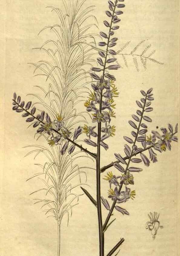 Reproducción/Reproduction 34438643833: Curtis's botanical magazine.. London ; New York [etc.] :Academic Press [etc.]