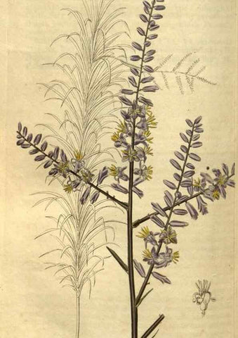 Reproducción/Reproduction 34438643833: Curtis's botanical magazine.. London ; New York [etc.] :Academic Press [etc.]