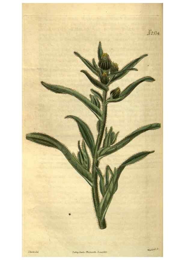 Reproducción/Reproduction 34438641363: Curtis's botanical magazine.. London ; New York [etc.] :Academic Press [etc.]