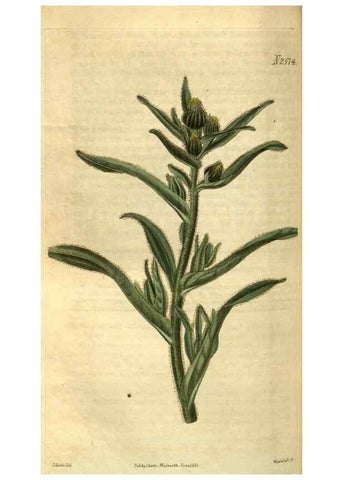 Reproducción/Reproduction 34438641363: Curtis's botanical magazine.. London ; New York [etc.] :Academic Press [etc.]