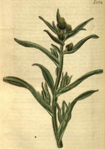 Reproducción/Reproduction 34438641363: Curtis's botanical magazine.. London ; New York [etc.] :Academic Press [etc.]