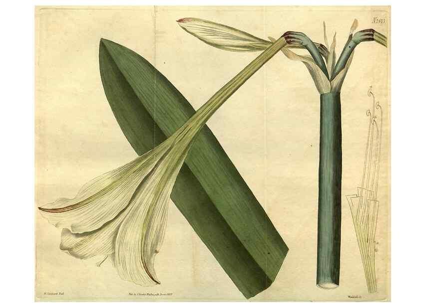 Reproducción/Reproduction 35082357342: Curtis's botanical magazine.. London ; New York [etc.] :Academic Press [etc.]