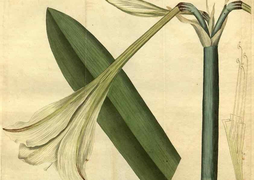 Reproducción/Reproduction 35082357342: Curtis's botanical magazine.. London ; New York [etc.] :Academic Press [etc.]
