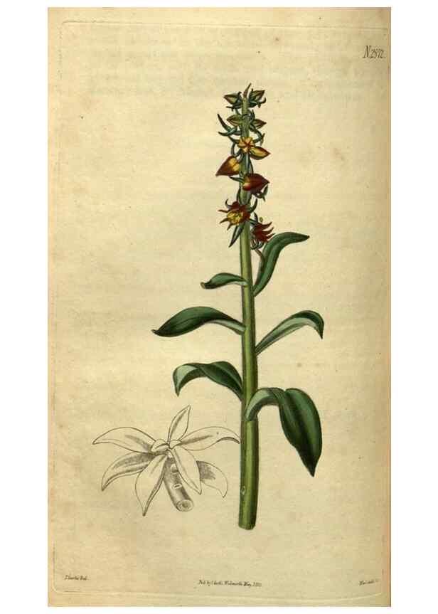 Reproducción/Reproduction 35082356202: Curtis's botanical magazine.. London ; New York [etc.] :Academic Press [etc.]
