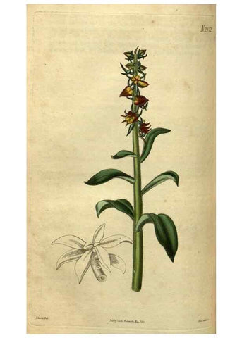 Reproducción/Reproduction 35082356202: Curtis's botanical magazine.. London ; New York [etc.] :Academic Press [etc.]