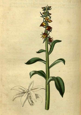 Reproducción/Reproduction 35082356202: Curtis's botanical magazine.. London ; New York [etc.] :Academic Press [etc.]