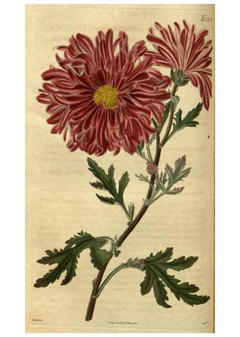 Reproducción/Reproduction 35207618836: Curtis's botanical magazine.. London ; New York [etc.] :Academic Press [etc.]