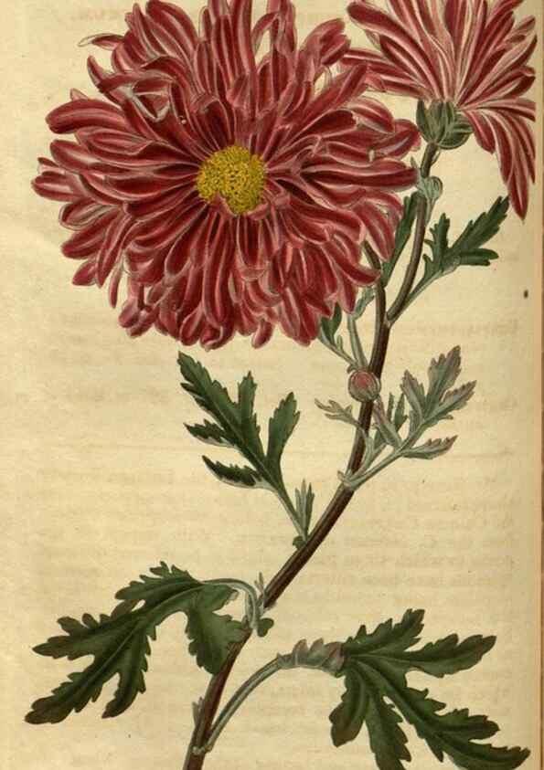 Reproducción/Reproduction 35207618836: Curtis's botanical magazine.. London ; New York [etc.] :Academic Press [etc.]