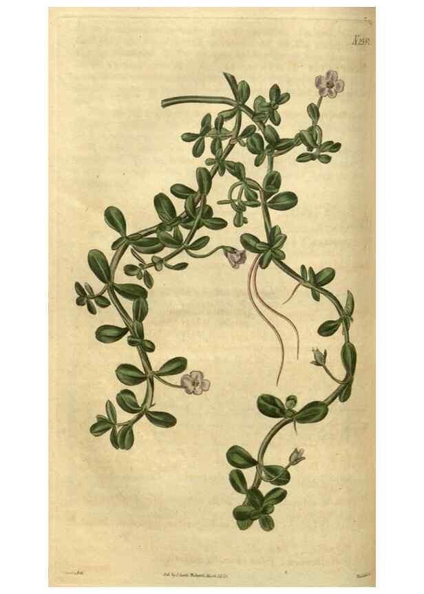 Reproducción/Reproduction 35207622206: Curtis's botanical magazine.. London ; New York [etc.] :Academic Press [etc.]
