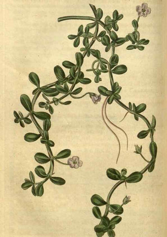 Reproducción/Reproduction 35207622206: Curtis's botanical magazine.. London ; New York [etc.] :Academic Press [etc.]