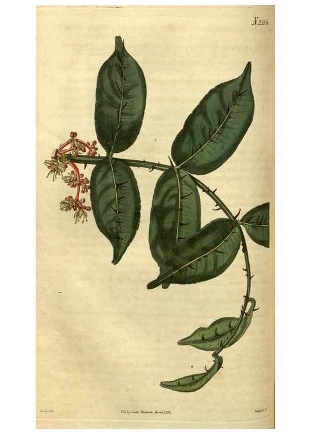 Reproducción/Reproduction 35207625196: Curtis's botanical magazine.. London ; New York [etc.] :Academic Press [etc.]