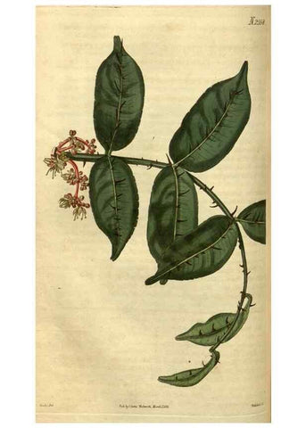Reproducción/Reproduction 35207625196: Curtis's botanical magazine.. London ; New York [etc.] :Academic Press [etc.]