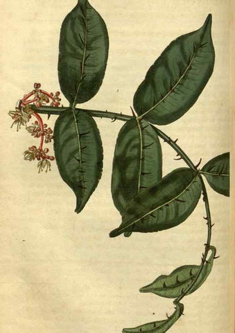 Reproducción/Reproduction 35207625196: Curtis's botanical magazine.. London ; New York [etc.] :Academic Press [etc.]
