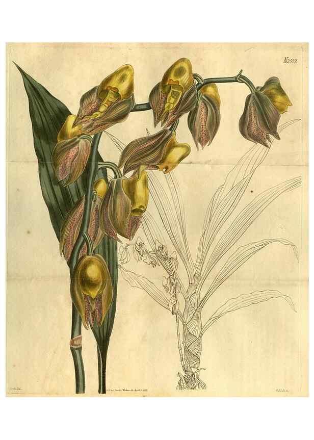 Reproducción/Reproduction 35207628296: Curtis's botanical magazine.. London ; New York [etc.] :Academic Press [etc.]