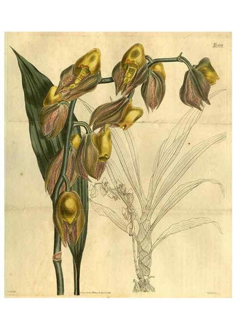 Reproducción/Reproduction 35207628296: Curtis's botanical magazine.. London ; New York [etc.] :Academic Press [etc.]