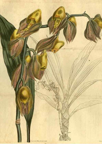 Reproducción/Reproduction 35207628296: Curtis's botanical magazine.. London ; New York [etc.] :Academic Press [etc.]