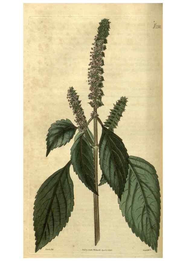 Reproducción/Reproduction 35207631586: Curtis's botanical magazine.. London ; New York [etc.] :Academic Press [etc.]