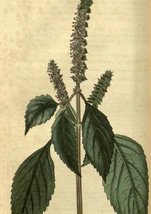 Reproducción/Reproduction 35207631586: Curtis's botanical magazine.. London ; New York [etc.] :Academic Press [etc.]