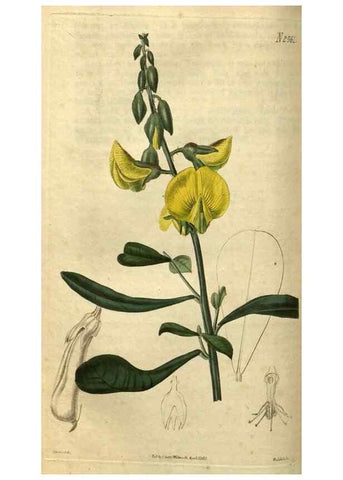 Reproducción/Reproduction 35082330562: Curtis's botanical magazine.. London ; New York [etc.] :Academic Press [etc.]