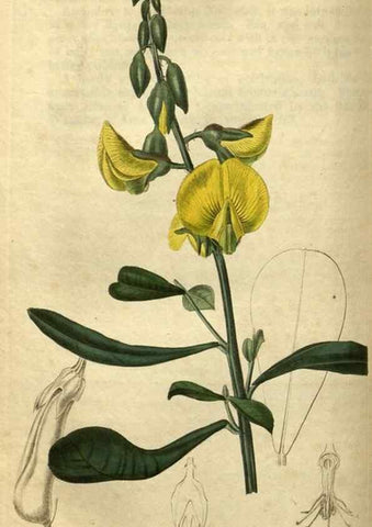 Reproducción/Reproduction 35082330562: Curtis's botanical magazine.. London ; New York [etc.] :Academic Press [etc.]