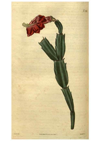 Reproducción/Reproduction 35117878771: Curtis's botanical magazine.. London ; New York [etc.] :Academic Press [etc.]
