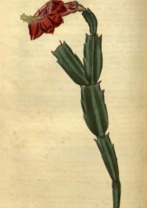 Reproducción/Reproduction 35117878771: Curtis's botanical magazine.. London ; New York [etc.] :Academic Press [etc.]