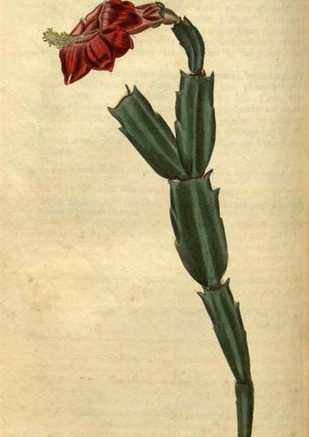Reproducción/Reproduction 35117878771: Curtis's botanical magazine.. London ; New York [etc.] :Academic Press [etc.]