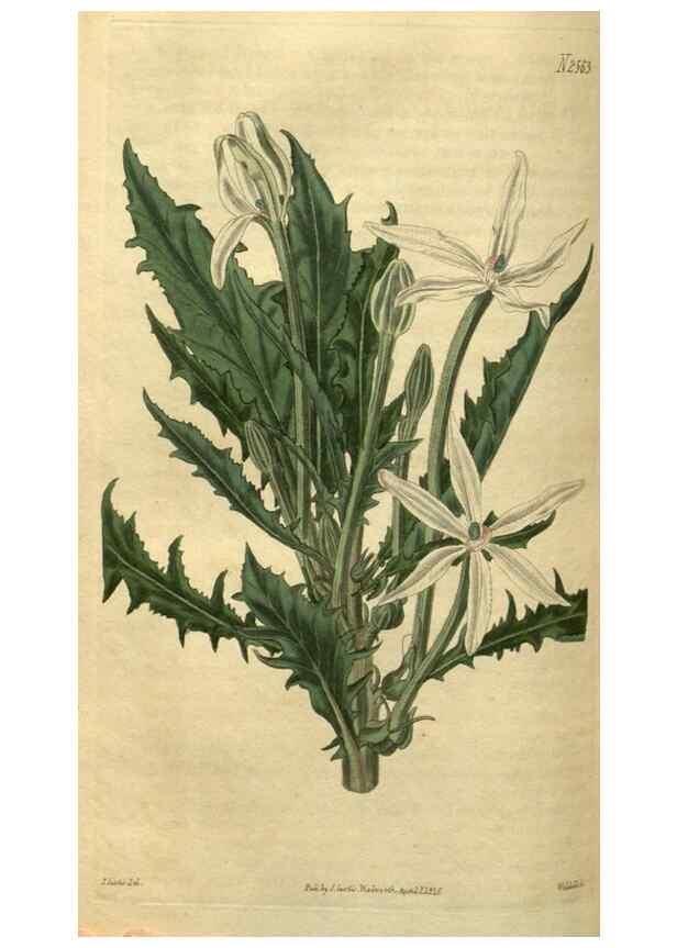 Reproducción/Reproduction 35117880991: Curtis's botanical magazine.. London ; New York [etc.] :Academic Press [etc.]